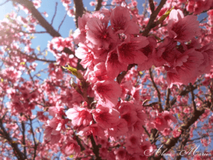 O que é a Flor de Sakura: Historia