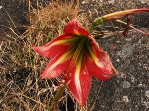 A flor lírio mais linda do mundo: Descubra a Elegância da Natureza