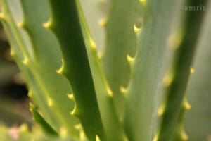 Aloe Vera: Benefícios, Usos e Como Utilizar Essa Planta Poderosa