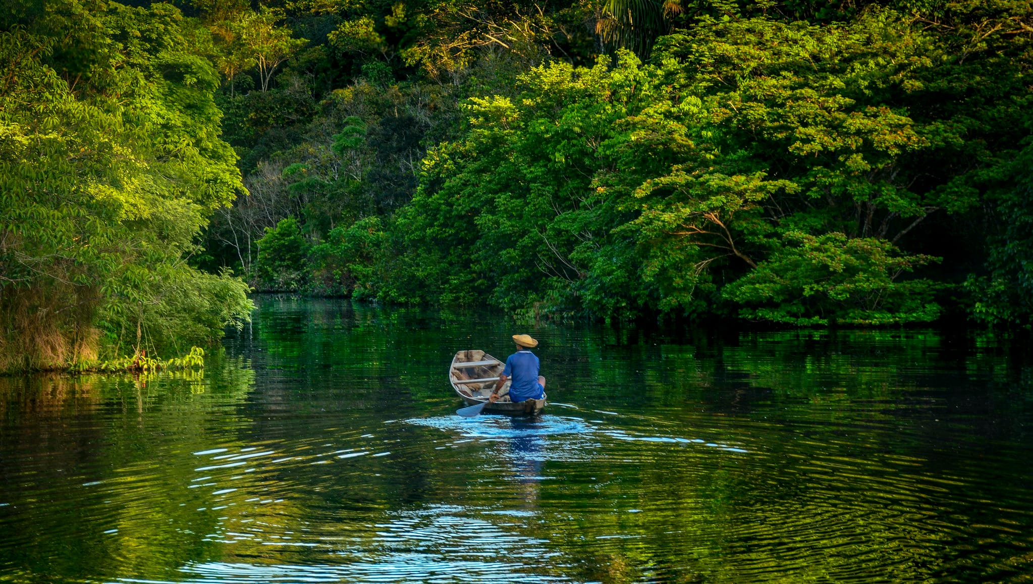 Amazônia 7 Plantas Medicinais: Saiba os Benefícios