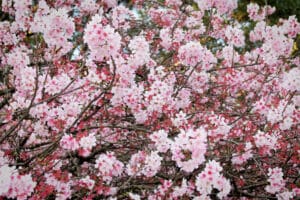 O que é a Flor de Sakura: Historia