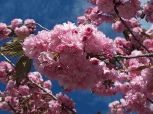 O que é a Flor de Sakura: Historia