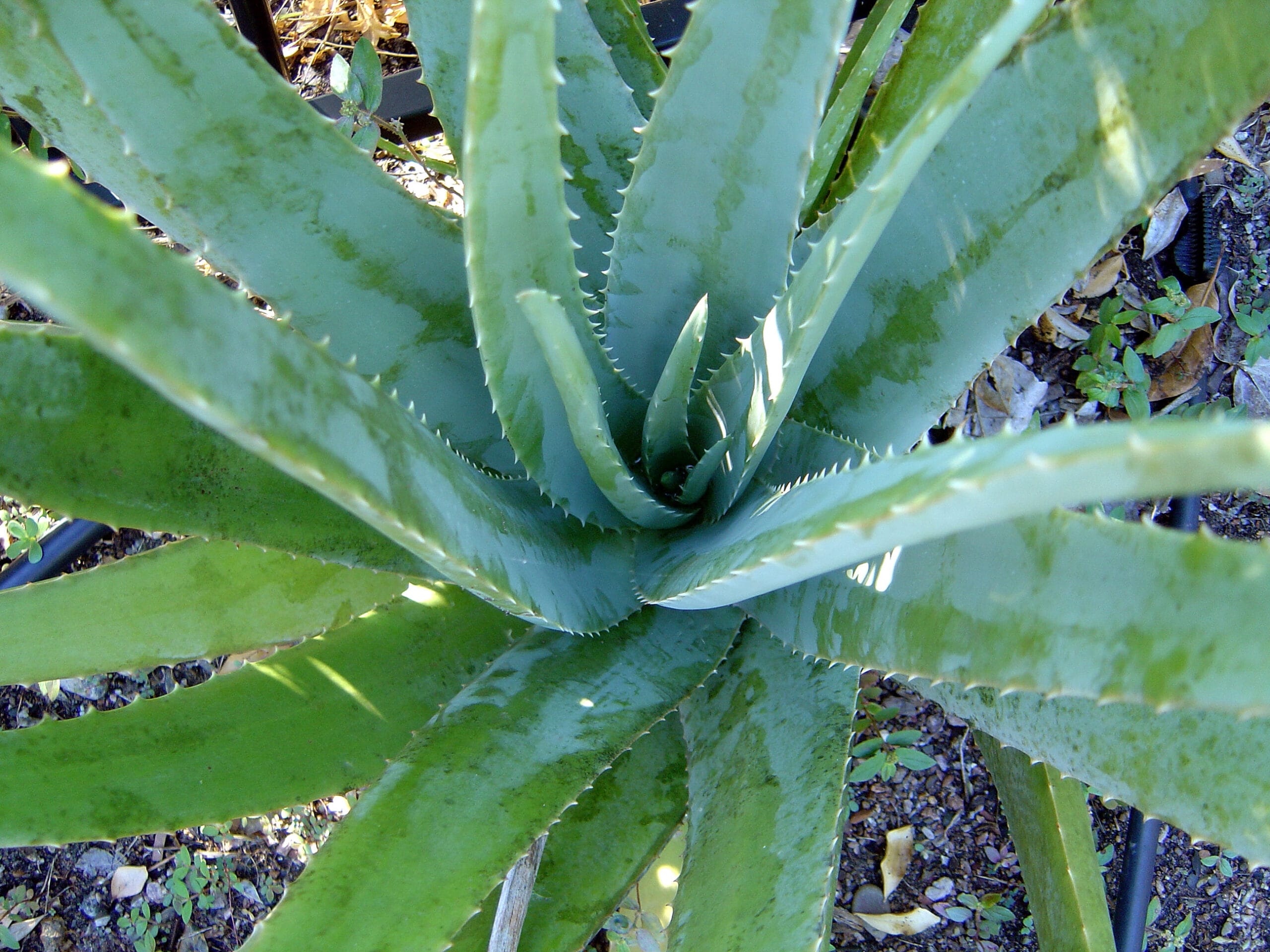 Aloe Vera: Benefícios, Usos e Como Utilizar Essa Planta Poderosa