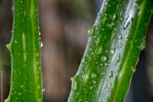 Aloe Vera: Benefícios, Usos e Como Utilizar Essa Planta Poderosa