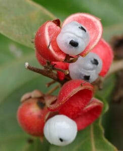 Guaraná 5 Benefícios: planta amazônica