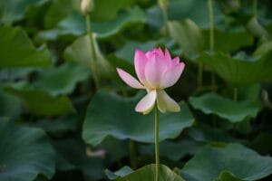 Flor de Lótus