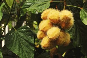 Plantas Medicinais Indígenas e Suas Funções