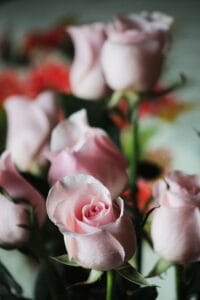 5 Curiosidades Fascinantes Sobre as Rosas