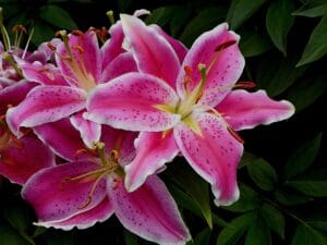 A flor lírio mais linda do mundo: Descubra a Elegância da Natureza