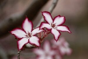 Rosa do Deserto Rara: Adenium Arabicum