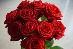 5 Curiosidades Fascinantes Sobre as Rosas